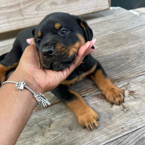 Welcoming Skye: A Journey with a Shy Yet Spirited Puppy